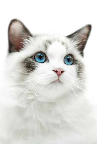 Kopf einer weißen Katze